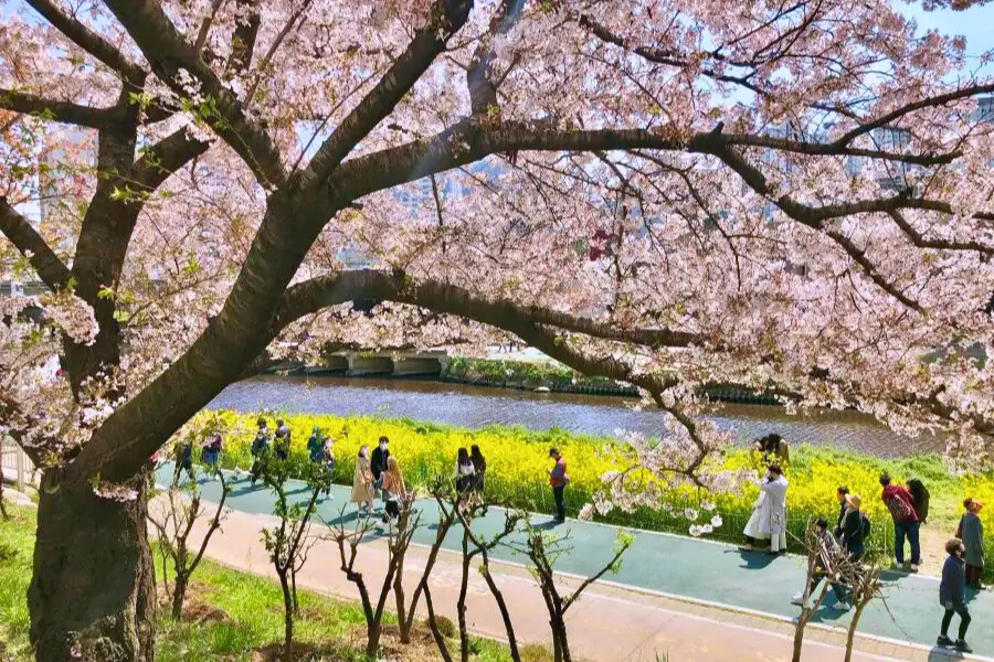 Busan – Công viên Oncheoncheon Dòng suối dài phủ kín hoa anh đào