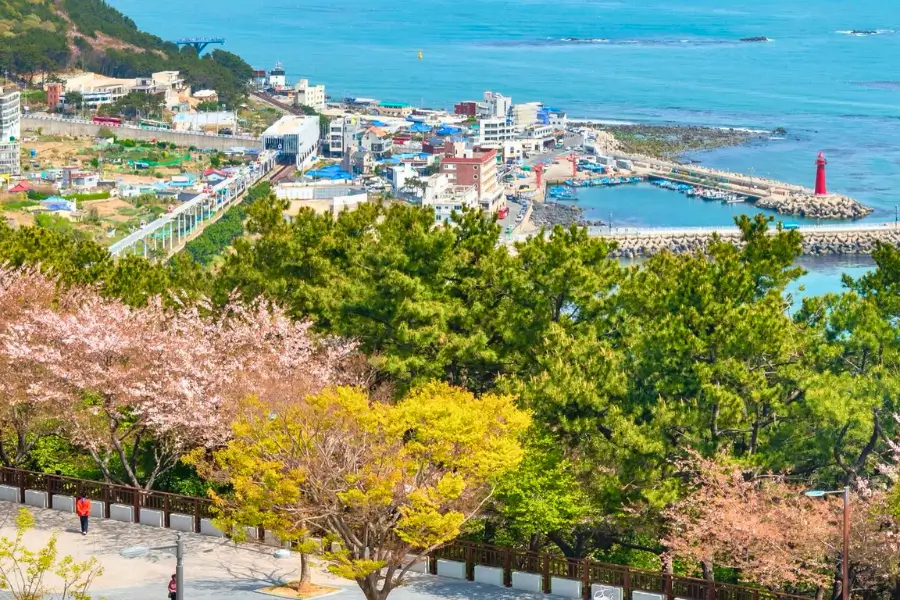 Busan – Dalmaji Hill Kết hợp cảnh biển và hoa anh đào
