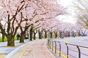 Công Viên Yeouido – Thiên Đường Hoa Anh Đào Lãng Mạn Nhất Seoul