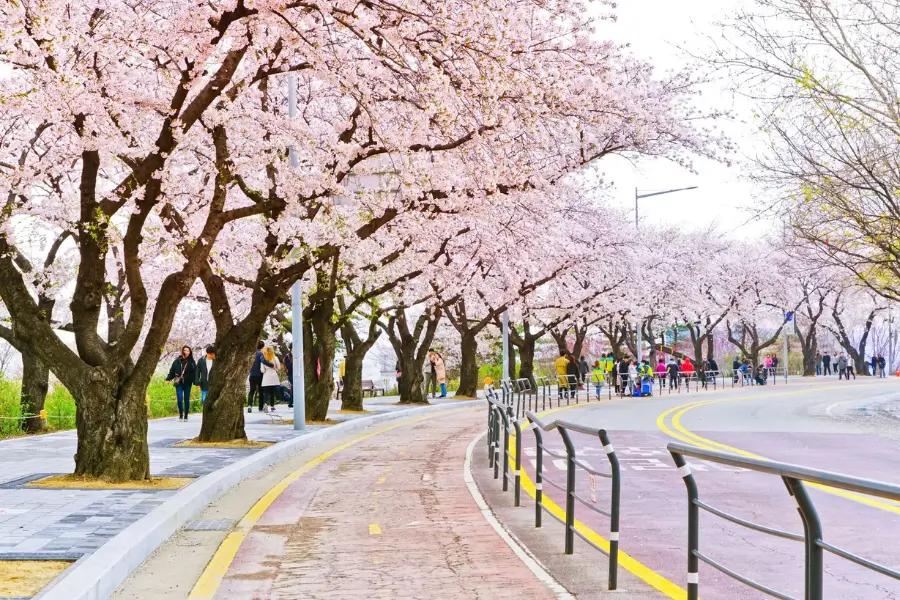 Công Viên Yeouido – Thiên Đường Hoa Anh Đào Lãng Mạn Nhất Seoul