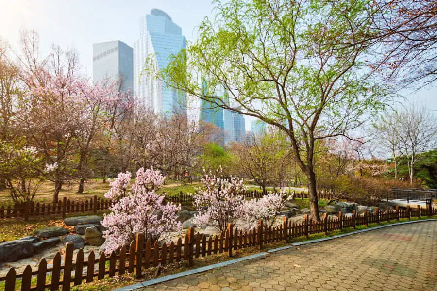 Công viên Yeouido Seoul mùa hoa anh đào Công viên Yeouido Seoul mùa hoa anh đào