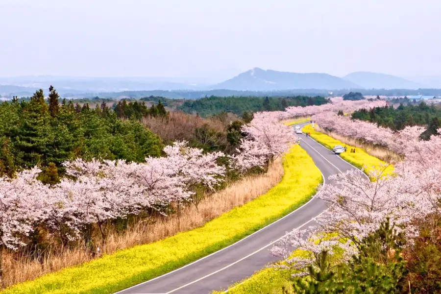 Đảo Jeju – anh đào nở sớm nhất Hàn Quốc