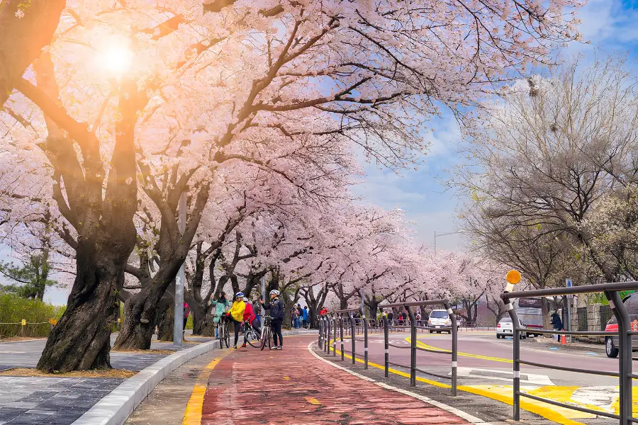 Du khách tham quan đảo Nami trong tour Hàn Quốc 5 ngày 4 đêm