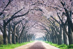 Du lịch Hàn Quốc - Công viên sinh thái Samnak, quận Sasang