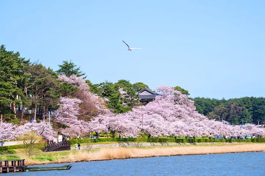 Gangneung – Gyeongpo Lake Con đường hoa anh đào cổ thụ chạy quanh hồ