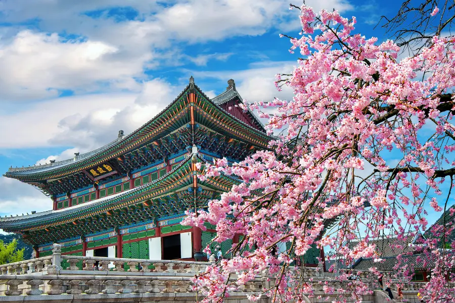 Hoa anh đào khoe sắc trong Cung điện Gyeongbokgung & Changgyeonggung