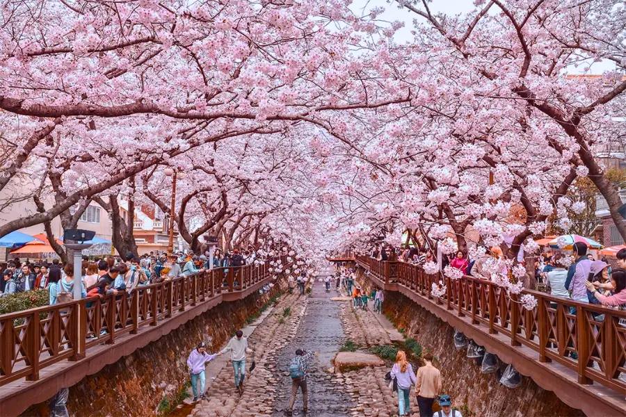 Jinhae – Lễ hội hoa anh đào lớn nhất Hàn Quốc
