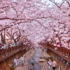 Jinhae – Lễ hội hoa anh đào lớn nhất Hàn Quốc
