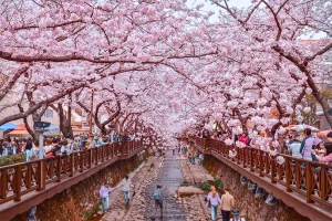 Jinhae – Lễ hội hoa anh đào lớn nhất Hàn Quốc