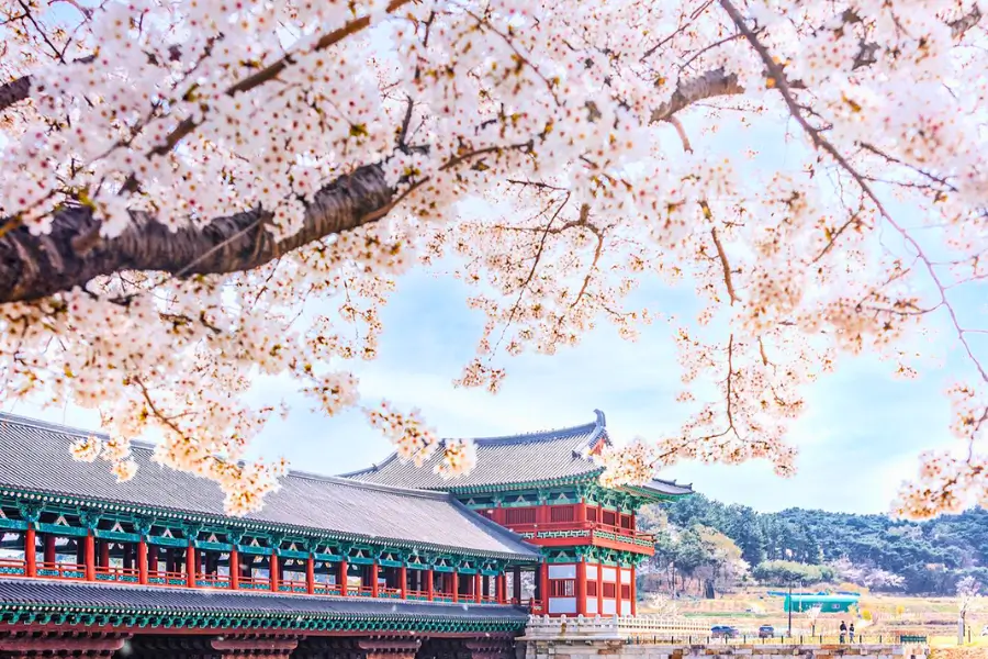 Khu phố cổ Gyeongju ngập hoa anh đào
