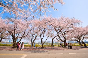 Seoul – Yeouido Park (Yeouiseo-ro) Con đường hoa anh đào ven sông Hàn