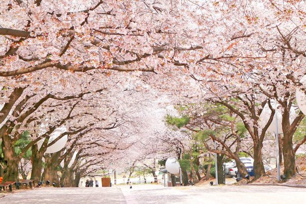 Tour Du Lịch Hàn Quốc Seoul - Đảo Nami - Công Viên Everland - Tháp Truyền Hình - Công Viên Hoa Anh Đào