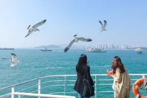 Trải nghiệm đi Phà cho Hải âu ăn