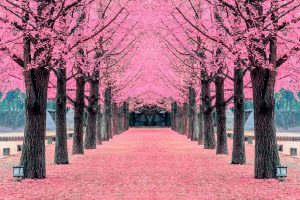 Đảo Nami rực rỡ với sắc hoa anh đào