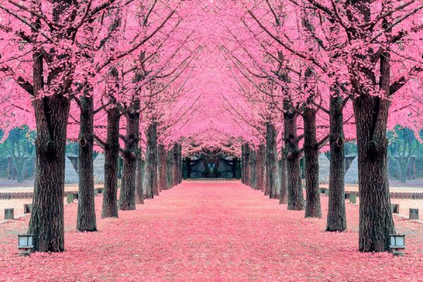 Đảo Nami rực rỡ với sắc hoa anh đào