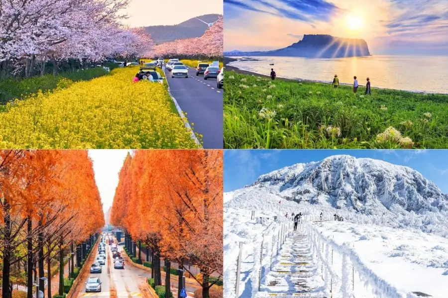 du lịch Jeju mùa nào đẹp