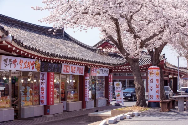 tour du lịch hàn quốc ngắm hoa anh đào