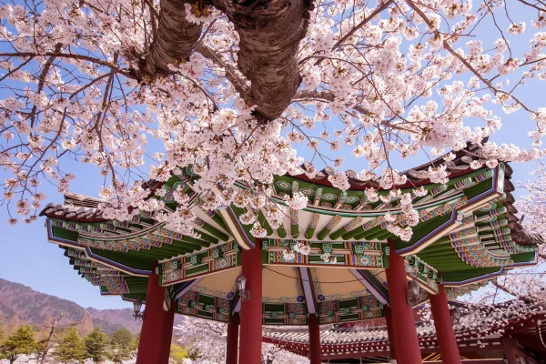 tour du lịch hàn quốc ngắm hoa anh đào